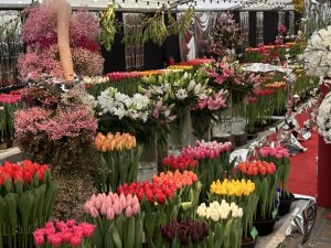 Drieban Flora Venhuizen 2026