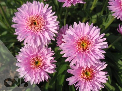 Pink Aster X (AA 100103 ®)