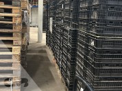 Foto van Tulpenexport kratten