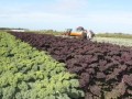 Foto van West Friesland